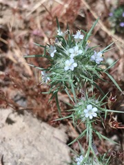 Navarretia intertexta