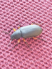 Haplandrus fulvipes