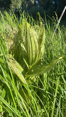 Veratrum californicum