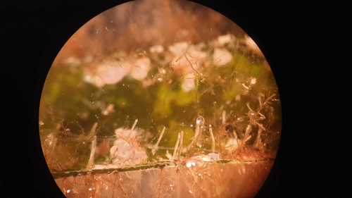 Aetea truncata in life