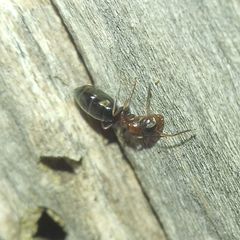 Colobopsis truncata