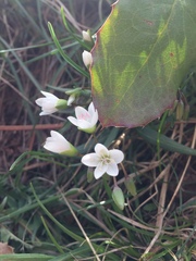 Claytonia rosea