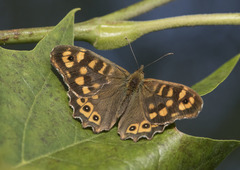 Pararge aegeria