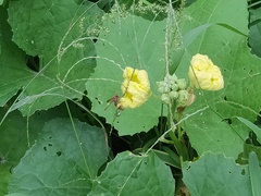 Antodynerus flavescens