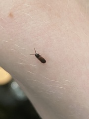 Xylophilus corticalis