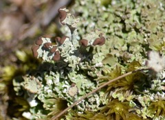 Cladonia mateocyatha