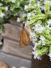 Poanes viator