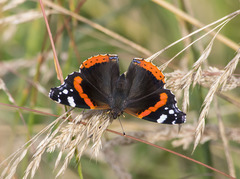 Vanessa atalanta