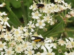 Sciara hemerobioides