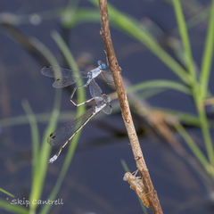 Lestes sigma