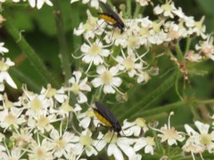 Sciara hemerobioides