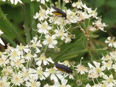 Sciara hemerobioides