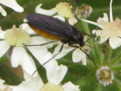 Sciara hemerobioides