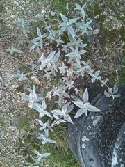 Buddleja davidii