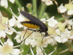 Sciara hemerobioides