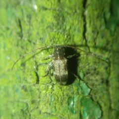 Exocentrus lusitanus