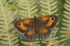 Pyronia tithonus