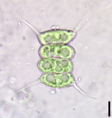 Desmodesmus communis