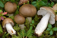 Russula consobrina