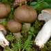 Russula consobrina - Photo (c) Federico Calledda, some rights reserved (CC BY-NC), uploaded by Federico Calledda