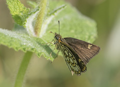 Heteropterus morpheus