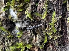 Platythyrea punctata