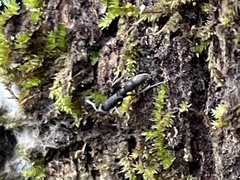 Platythyrea punctata