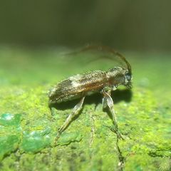 Exocentrus lusitanus