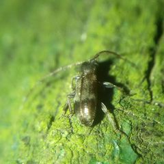 Exocentrus lusitanus