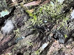 Platythyrea punctata