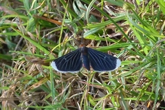 Melanchroia chephise