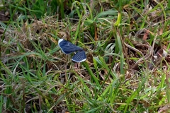 Melanchroia chephise