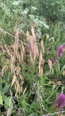 Bromus