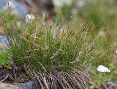 Carex myosuroides