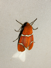 Westindia haxairei