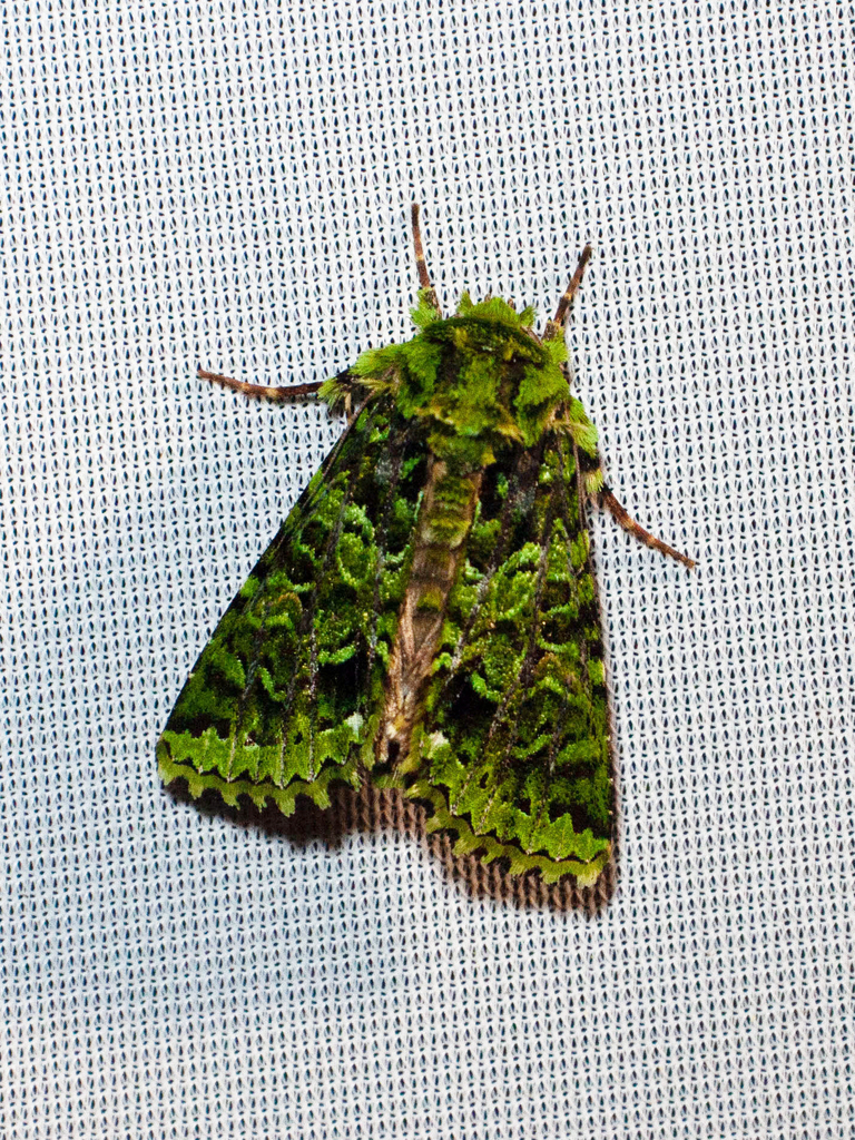 Heterochroma berylloides