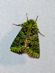 Heterochroma berylloides