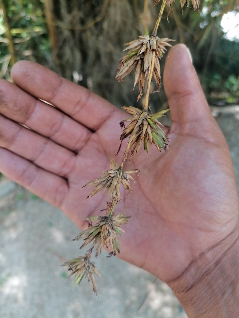 Common bamboo (Bambusa vulgaris)