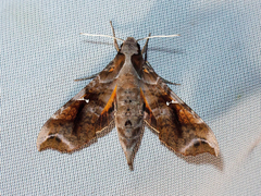 Callionima calliomenae