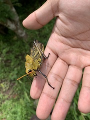 Taeniopoda varipennis