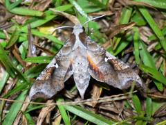 Callionima calliomenae