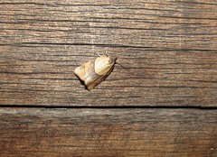 Philedone gerningana