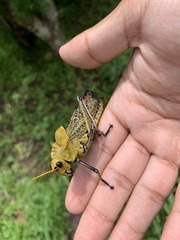 Taeniopoda varipennis