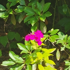 Phlox carolina