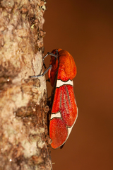 Westindia haxairei