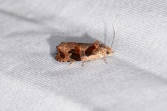 Olethreutes footiana