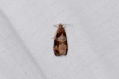 Olethreutes footiana