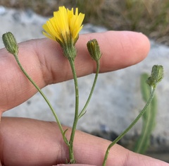 Crepis nigrescens