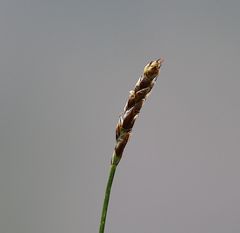 Carex myosuroides