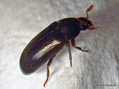 Dermestes